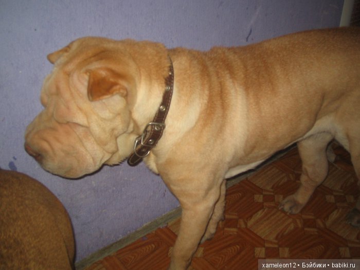 Памяти моей девочки Альмочки, посвящается (фото 2)