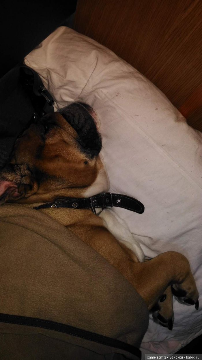 Памяти моей девочки Альмочки, посвящается