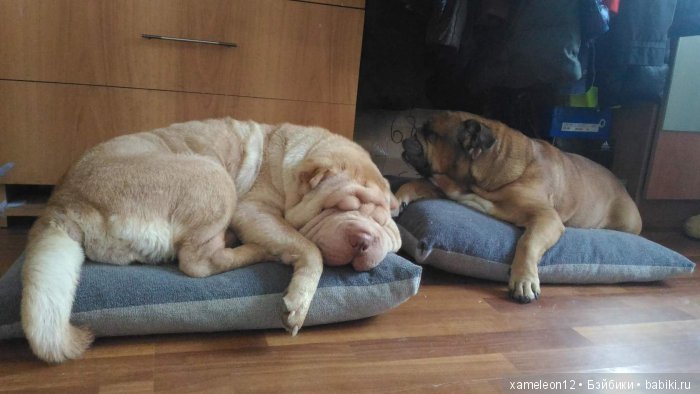 Памяти моей девочки Альмочки, посвящается