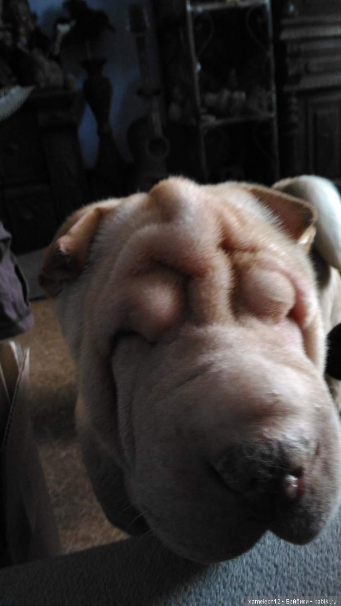 Памяти моей девочки Альмочки, посвящается (фото 9)