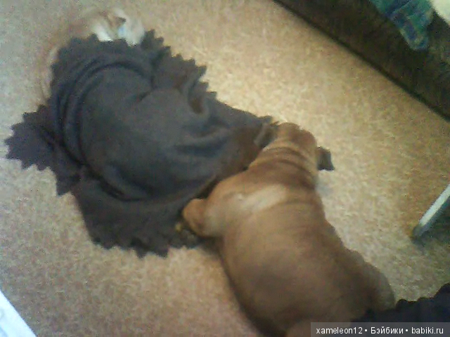 Памяти моей девочки Альмочки, посвящается (фото 3)