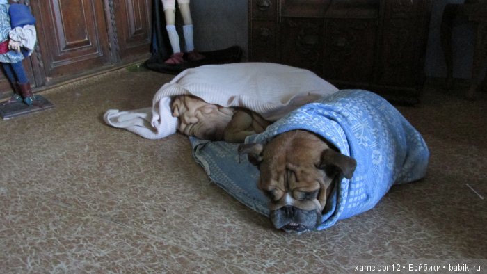 Памяти моей девочки Альмочки, посвящается
