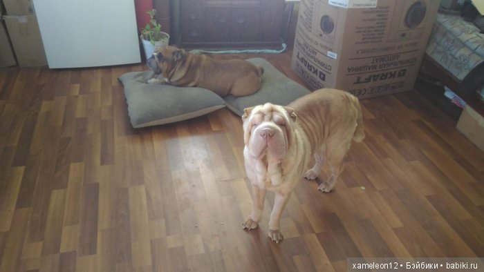 Памяти моей девочки Альмочки, посвящается