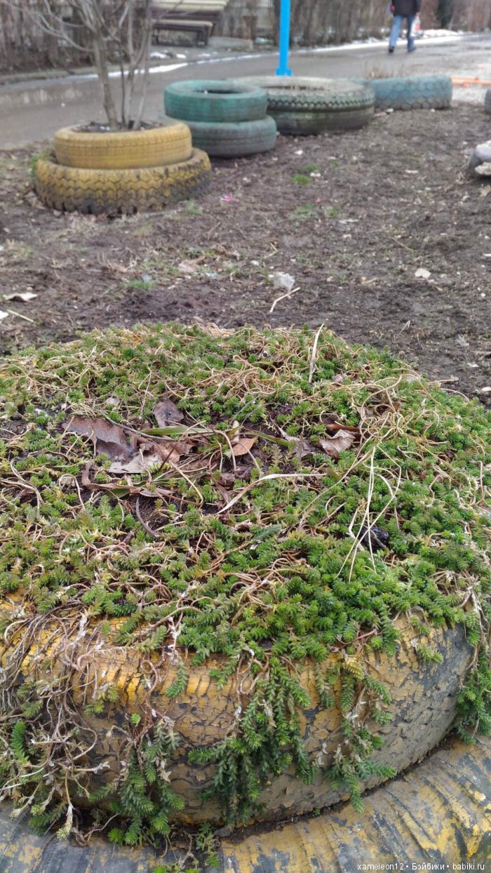 Памяти моей девочки Альмочки, посвящается