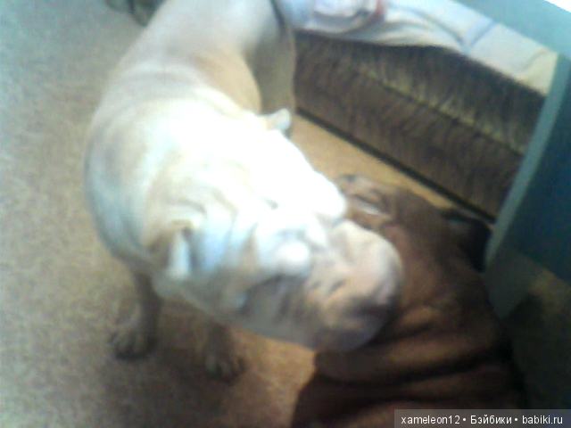 Памяти моей девочки Альмочки, посвящается (фото 5)