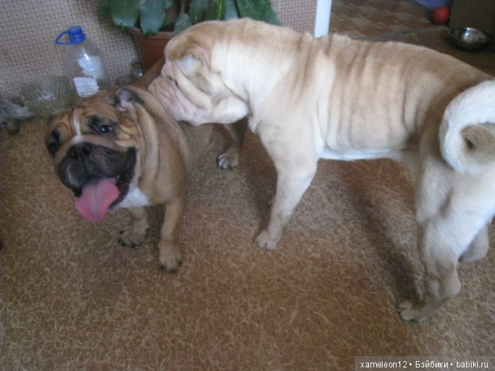 Памяти моей девочки Альмочки, посвящается (фото 6)