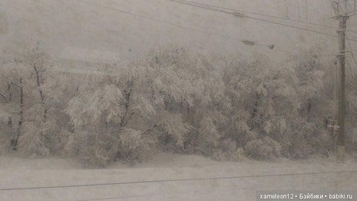 Памяти моей девочки Альмочки, посвящается