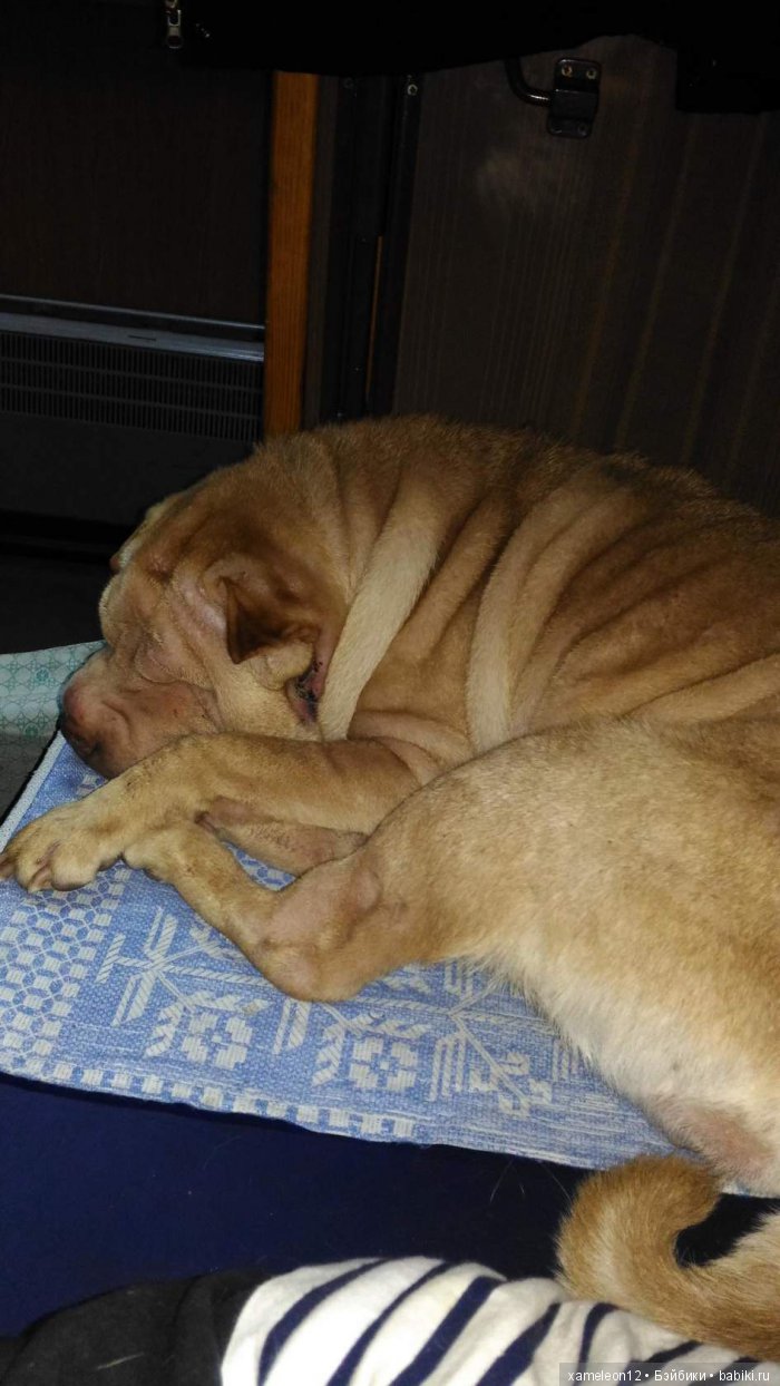 Памяти моей девочки Альмочки, посвящается