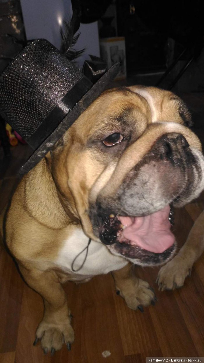 Памяти моей девочки Альмочки, посвящается