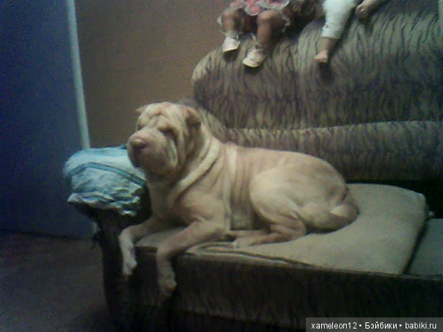 Памяти моей девочки Альмочки, посвящается (фото 4)