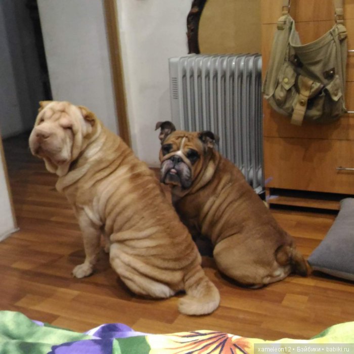 Памяти моей девочки Альмочки, посвящается