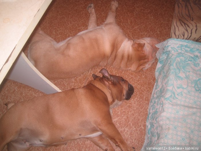 Памяти моей девочки Альмочки, посвящается