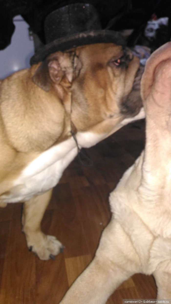 Памяти моей девочки Альмочки, посвящается