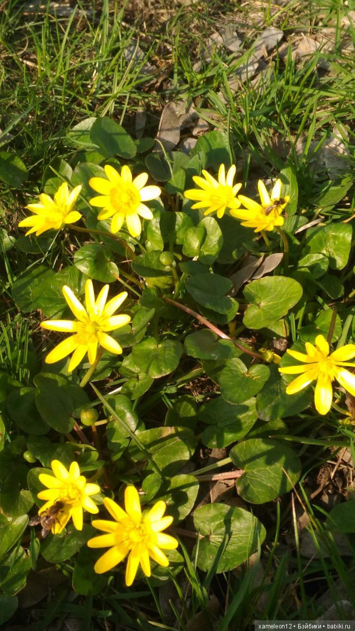 Памяти моей девочки Альмочки, посвящается