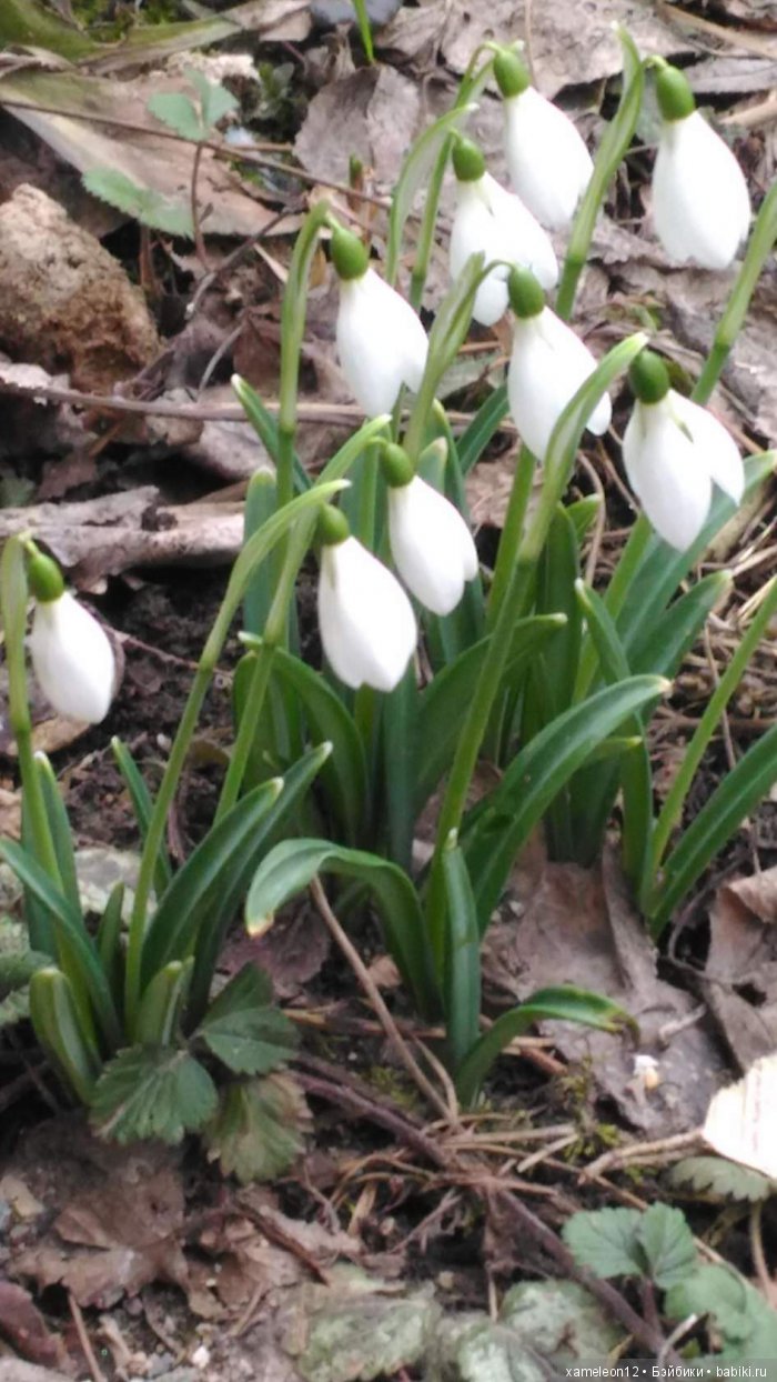 Памяти моей девочки Альмочки, посвящается