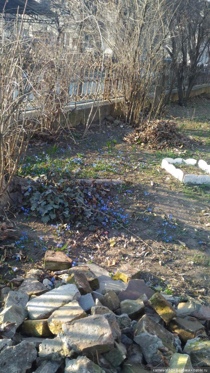 Памяти моей девочки Альмочки, посвящается