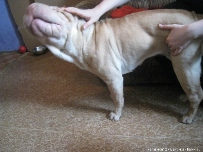 Памяти моей девочки Альмочки, посвящается (фото 7)