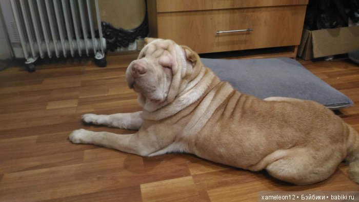 Памяти моей девочки Альмочки, посвящается