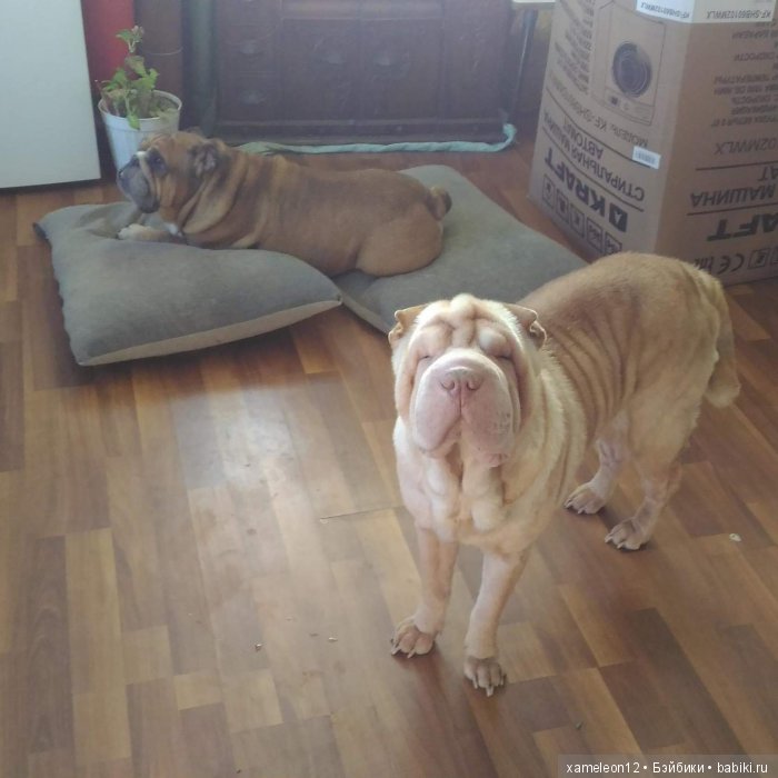 Памяти моей девочки Альмочки, посвящается