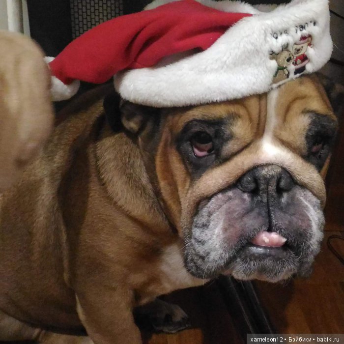 Памяти моей девочки Альмочки, посвящается