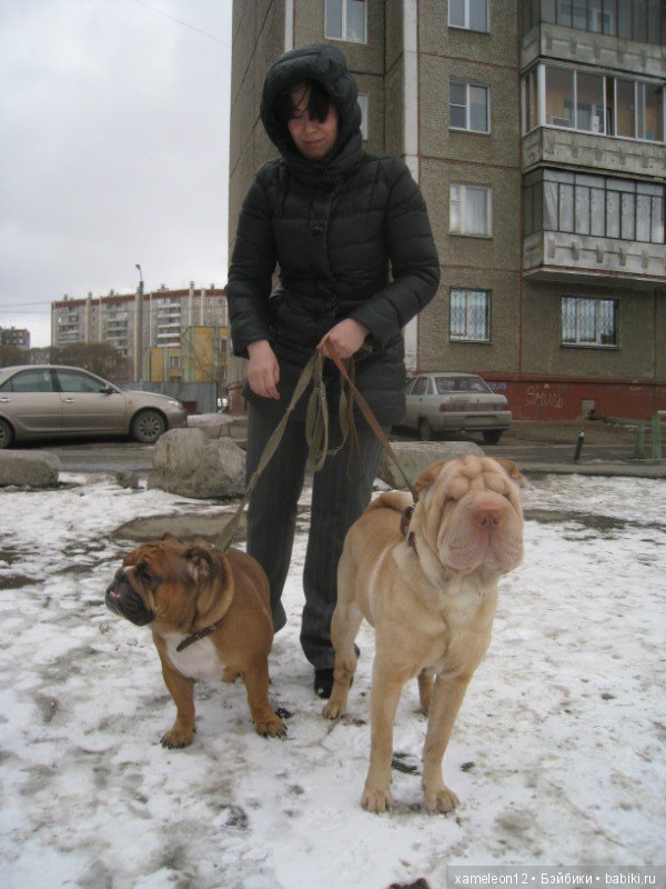 Памяти моей девочки Альмочки, посвящается