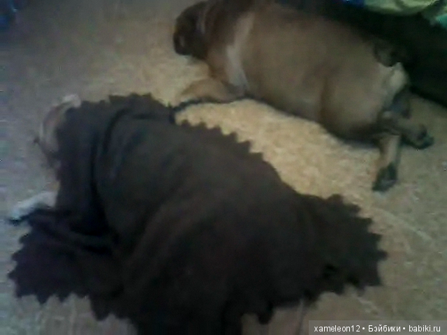 Памяти моей девочки Альмочки, посвящается