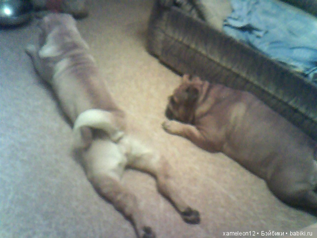 Памяти моей девочки Альмочки, посвящается (фото 8)