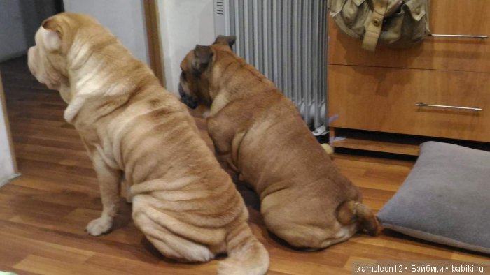 Памяти моей девочки Альмочки, посвящается