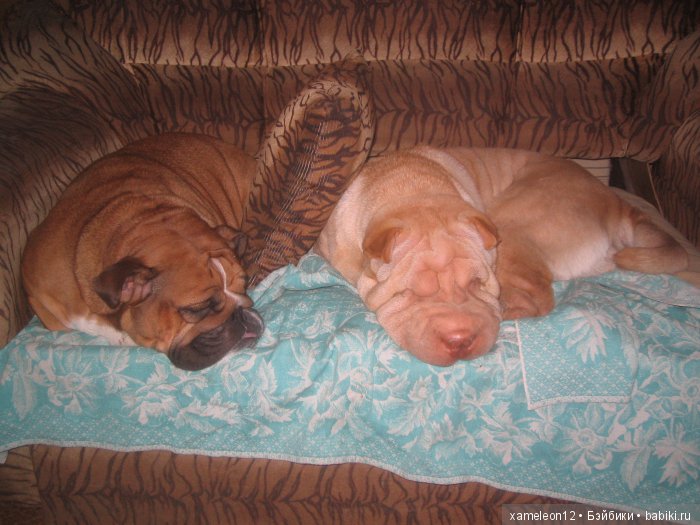 Памяти моей девочки Альмочки, посвящается