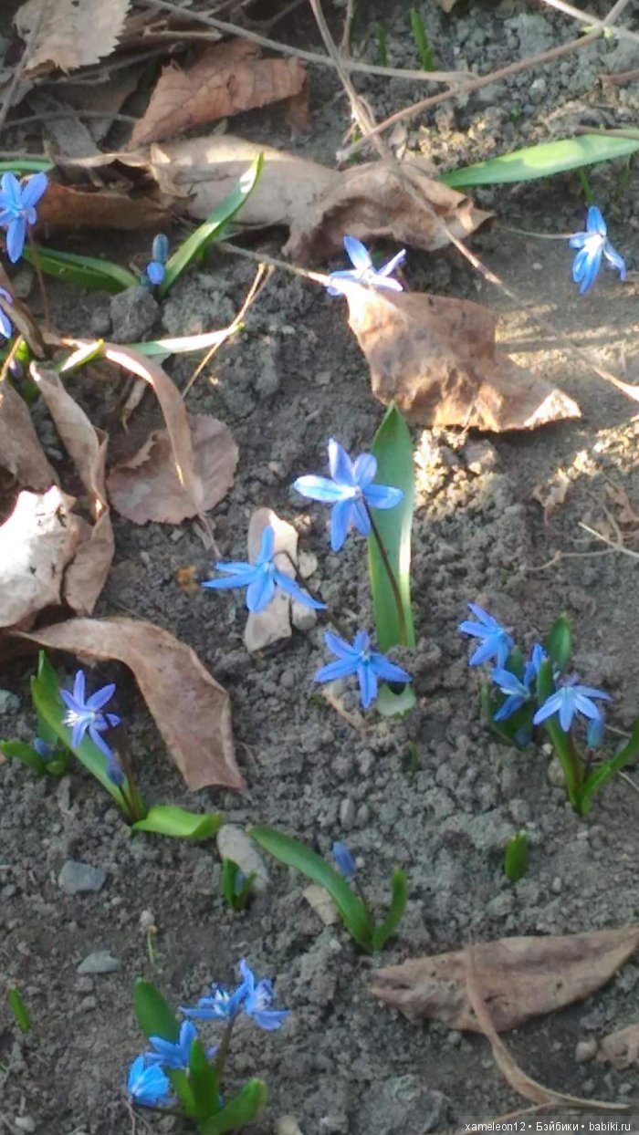 Памяти моей девочки Альмочки, посвящается