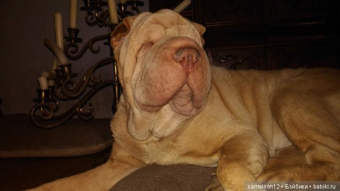 Памяти моей девочки Альмочки, посвящается