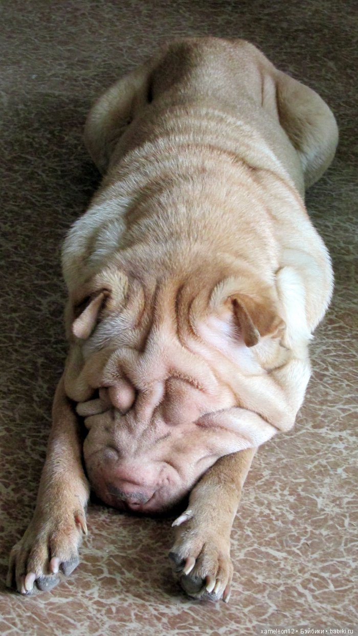 Памяти моей девочки Альмочки, посвящается