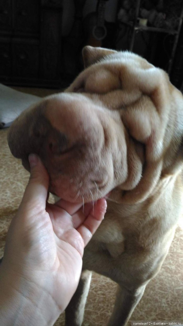 Памяти моей девочки Альмочки, посвящается