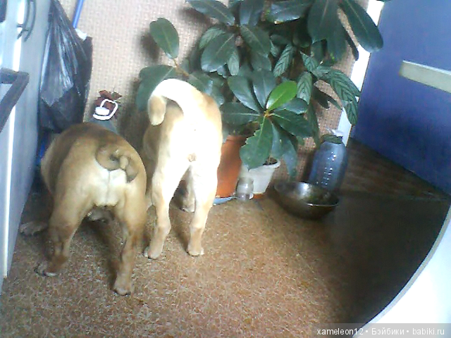 Памяти моей девочки Альмочки, посвящается