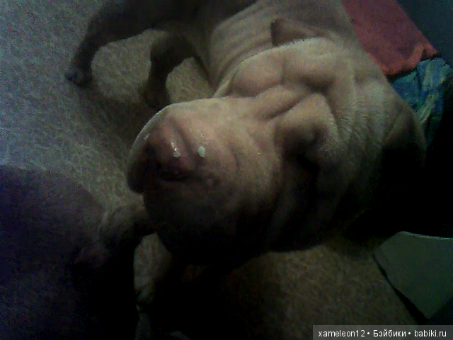 Памяти моей девочки Альмочки, посвящается