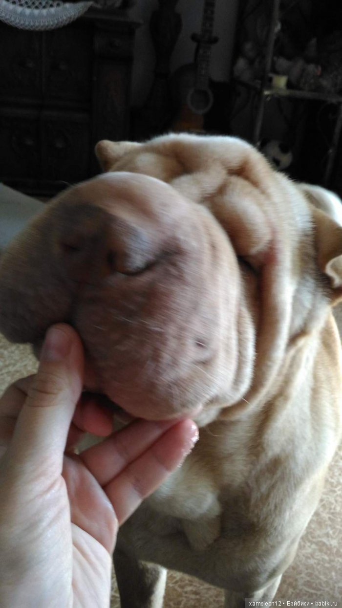 Памяти моей девочки Альмочки, посвящается