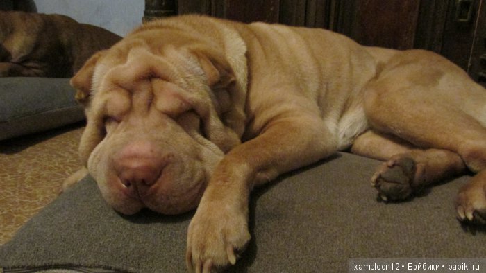 Памяти моей девочки Альмочки, посвящается