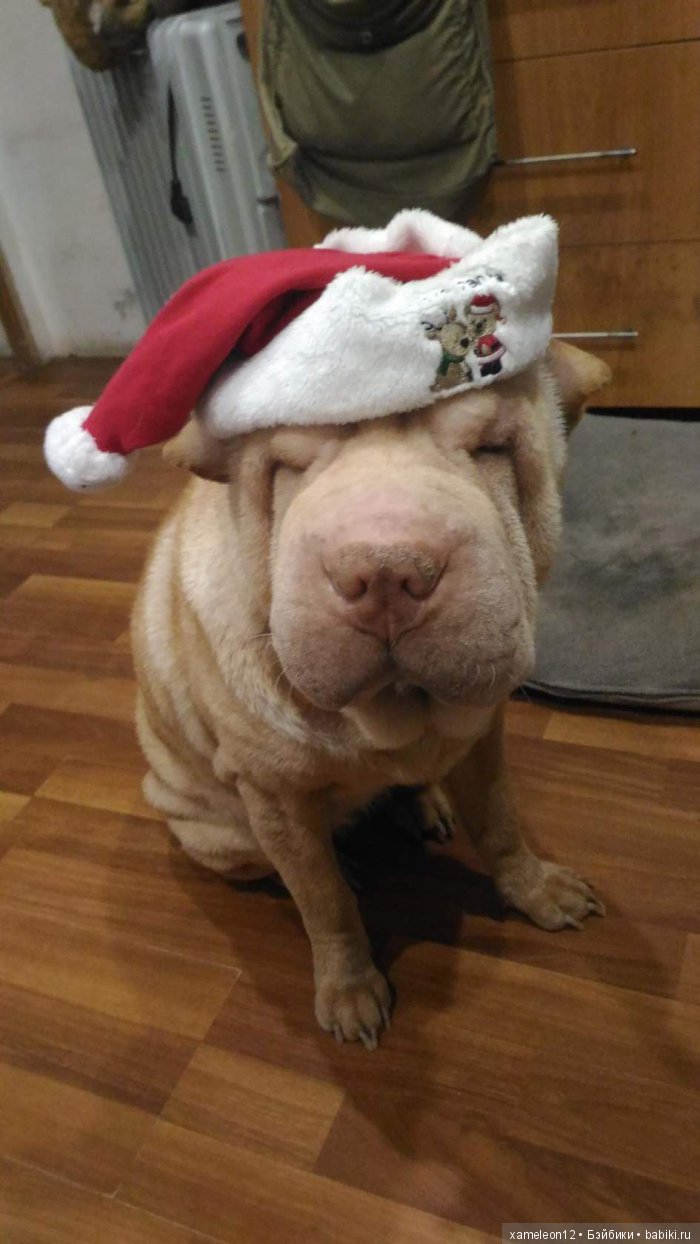 Памяти моей девочки Альмочки, посвящается