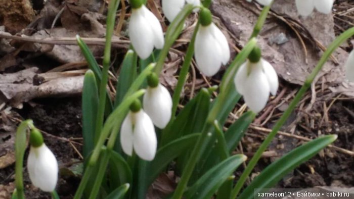 Памяти моей девочки Альмочки, посвящается