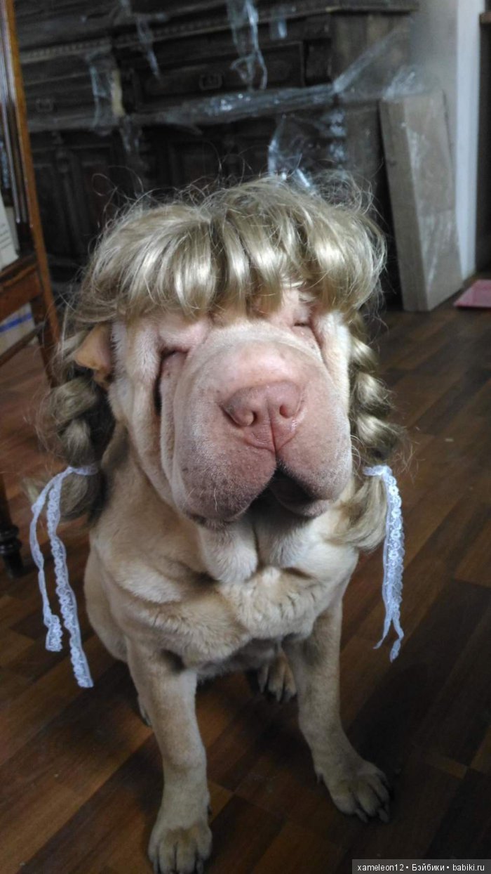 Памяти моей девочки Альмочки, посвящается