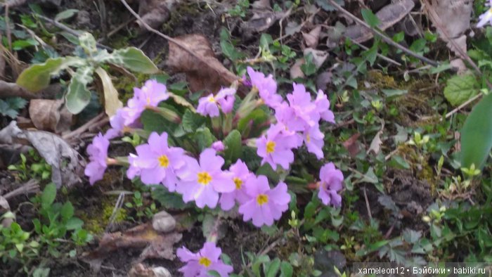 Памяти моей девочки Альмочки, посвящается