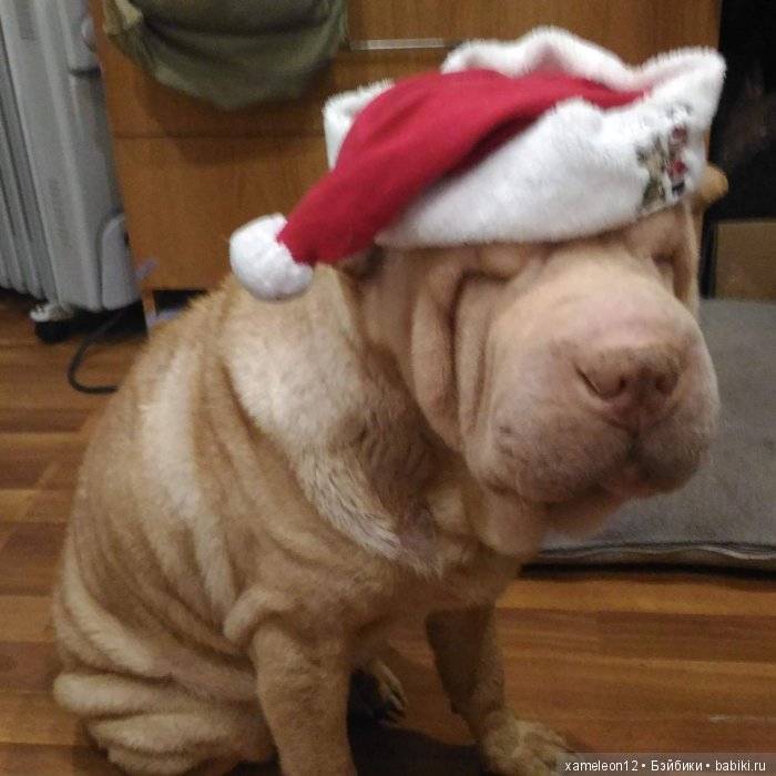 Памяти моей девочки Альмочки, посвящается