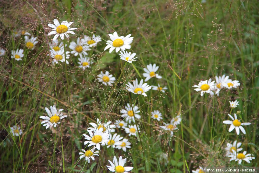 Как мы с Эмми в поход ходили