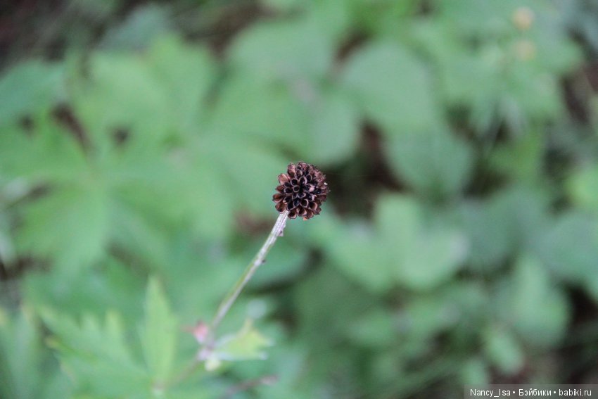 Как мы с Эмми в поход ходили