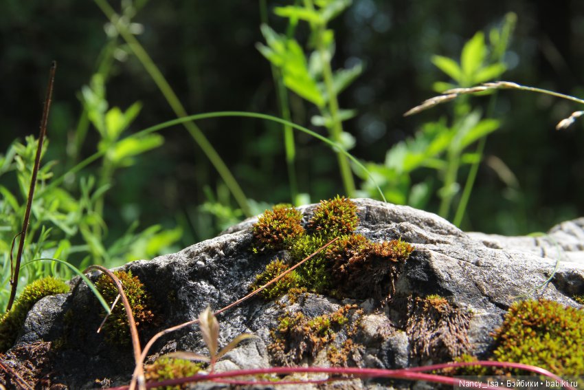Как мы с Эмми в поход ходили