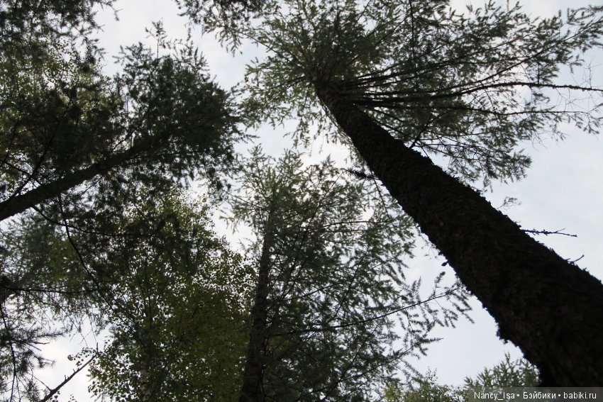 Как мы с Эмми в поход ходили