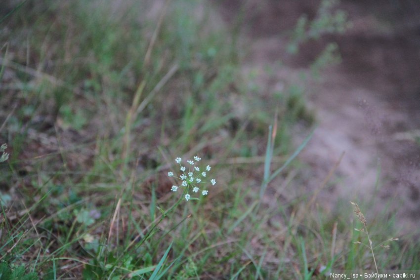 Как мы с Эмми в поход ходили (фото 7)