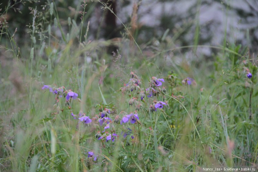 Как мы с Эмми в поход ходили (фото 6)