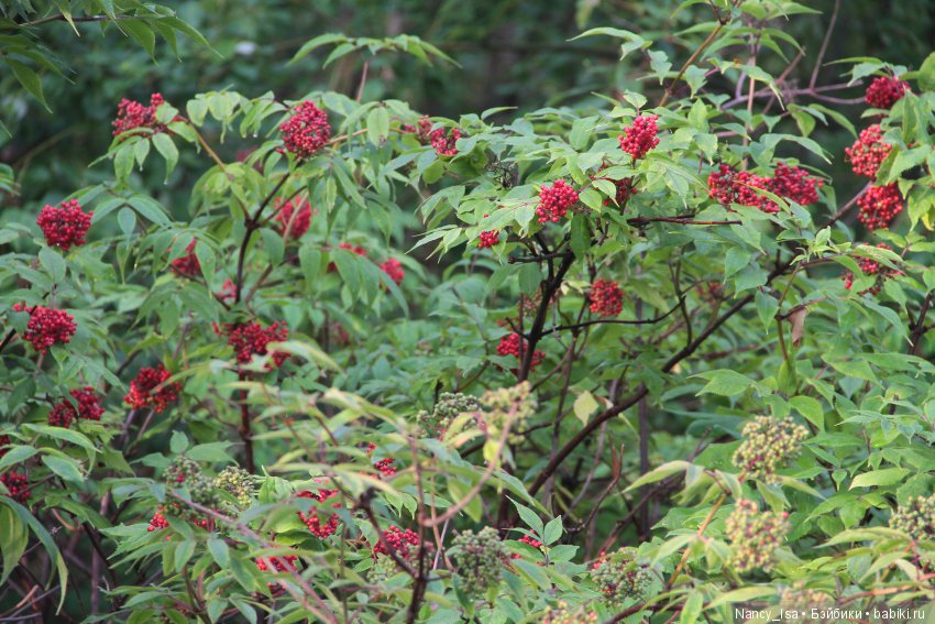 Как мы с Эмми в поход ходили