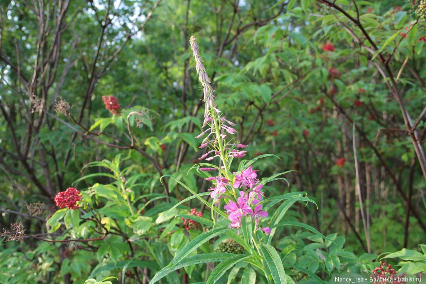 Как мы с Эмми в поход ходили